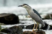 Nycticorax nycticorax