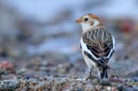 Plectrophenax nivalis