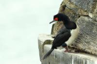 Phalacrocorax magellanicus