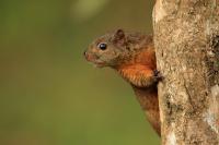 Variegated squirrel