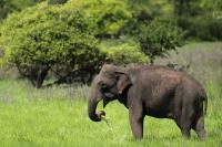 Sri Lankan elephant