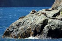 New Zealand sea lion