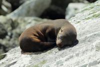 New Zealand sea lion