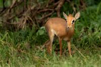 Kirk's dik-dik