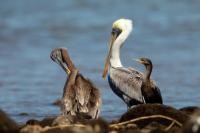 Pelecanus occidentalis