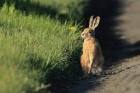 European hare