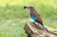 Coracias caudatus