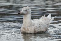 Larus hyperboreus