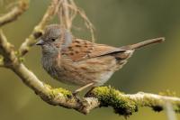 Ireland - fauna