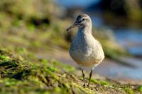 Calidris canutus