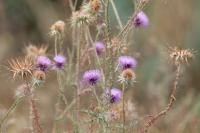 Cyprus FLORA