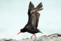 New Zealand -fauna