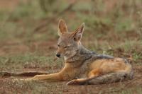 Black-backed jackal