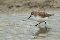 Calidris ruficollis