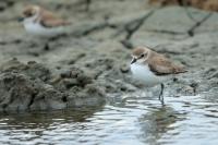 Charadrius mongolus