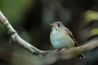 Muscicapa muttui