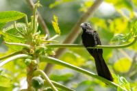 Crotophaga sulcirostris