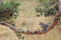 Garrulus glandarius atricapillus