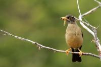 Turdus falcklandii