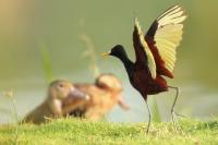 Jacana spinosa