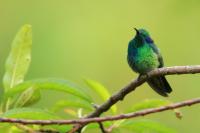 Colibri thalassinus