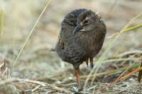 Gallirallus australis