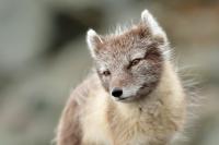 Arctic fox