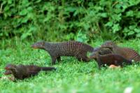 Banded mongoose