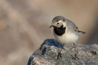 Motacilla alba