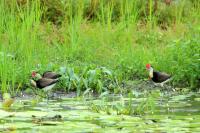 Irediparra gallinacea