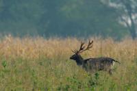 Fallow deer