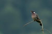 Columba palumbus