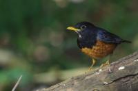 Turdus dissimilis