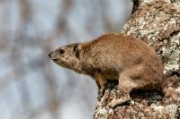 Bush hyrax