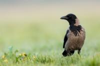 Corvus cornix