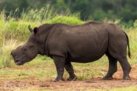 White rhinoceros