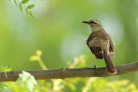 Mimus saturninus