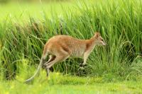 Agile wallaby