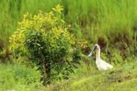 Platalea regia