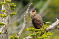 Caracara plancus