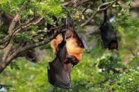 Indian flying fox