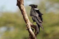 Corvus albus