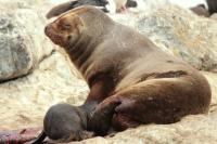 South American sea lion