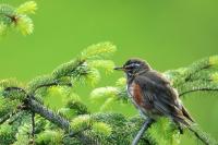 Turdus iliacus