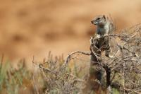 Barbary ground squirrel