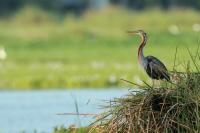 Ardea purpurea