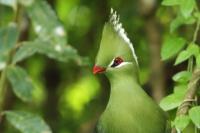 South Africa- Fauna