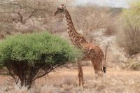 Masai giraffe