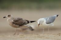 Larus argentatus