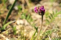 Mongolia flora